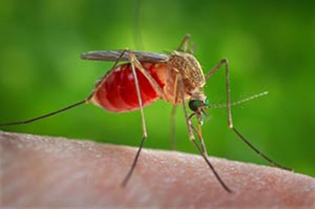 West Nile: potenziata la lotta alle zanzare